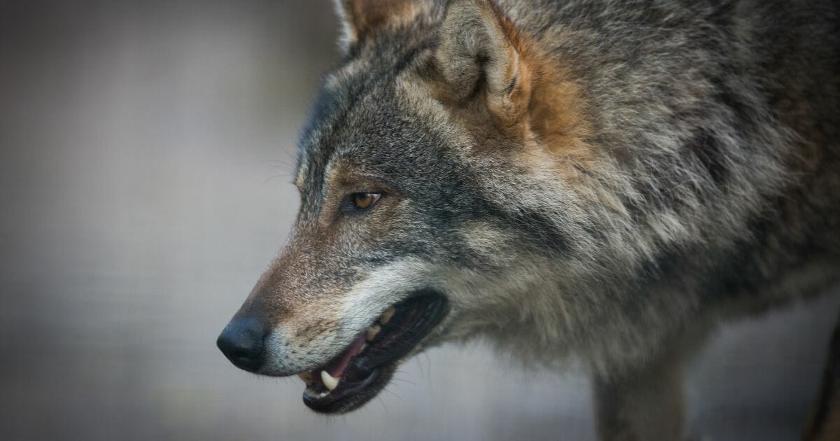 A gray wolf snarls.