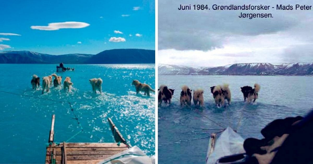 Photos from Greenland in 2019 and 1984 show sled dogs splashing through melted ice.