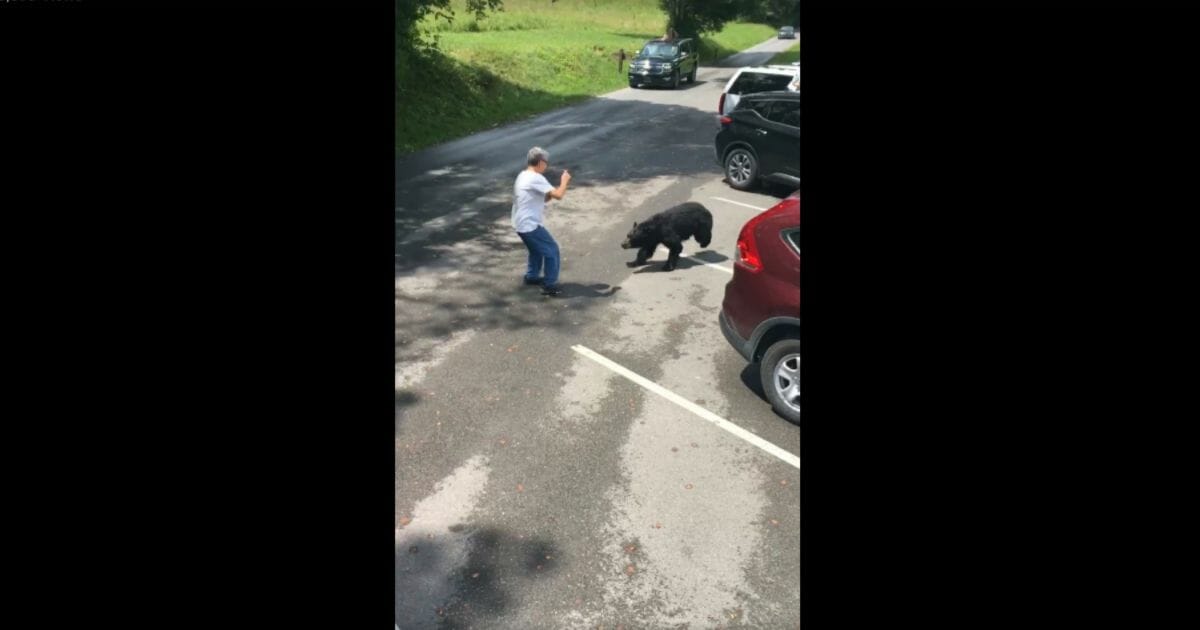 An unidentified man provokes a mama bear at a Tennessee national park
