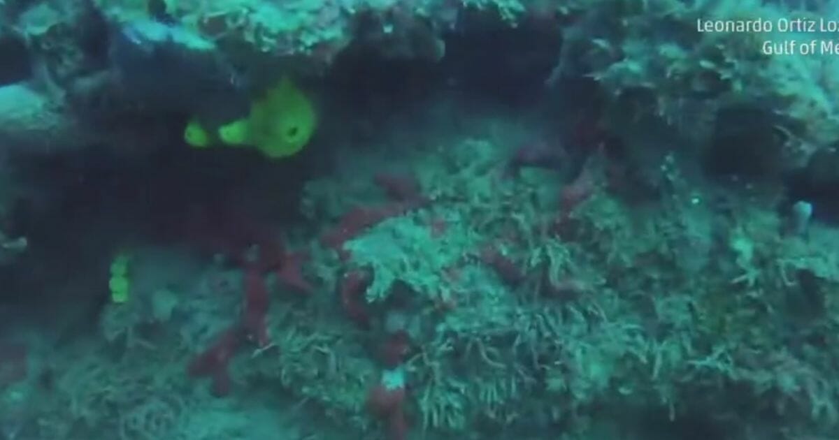 The Gulf of Mexico is home to a newly discovered coral reef "corridor."