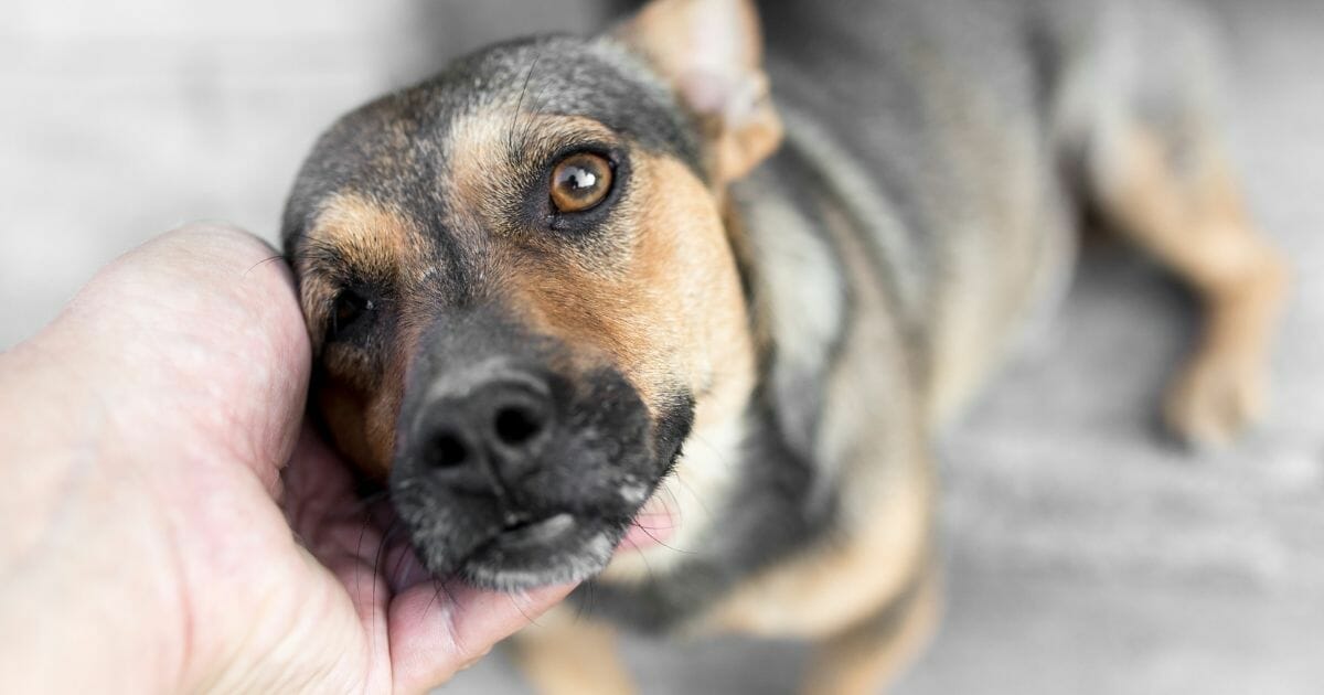 Dog being pet