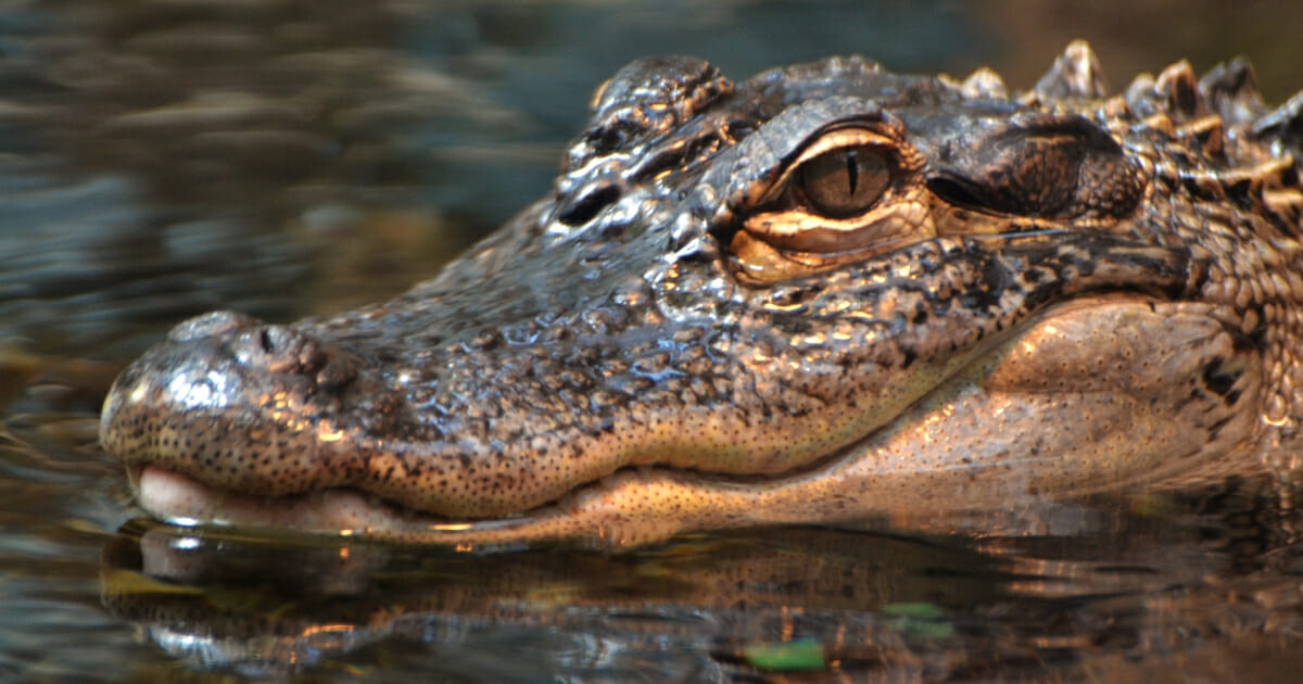 A stock photo of an alligator in a Florida swamp.