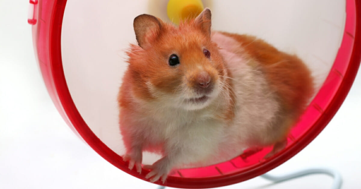 A hamster on a wheel.