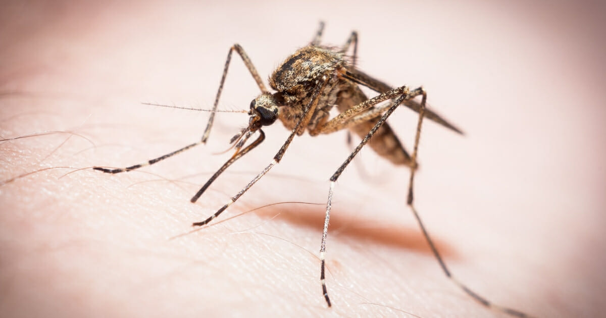 A mosquito sits on a person's skin before biting.