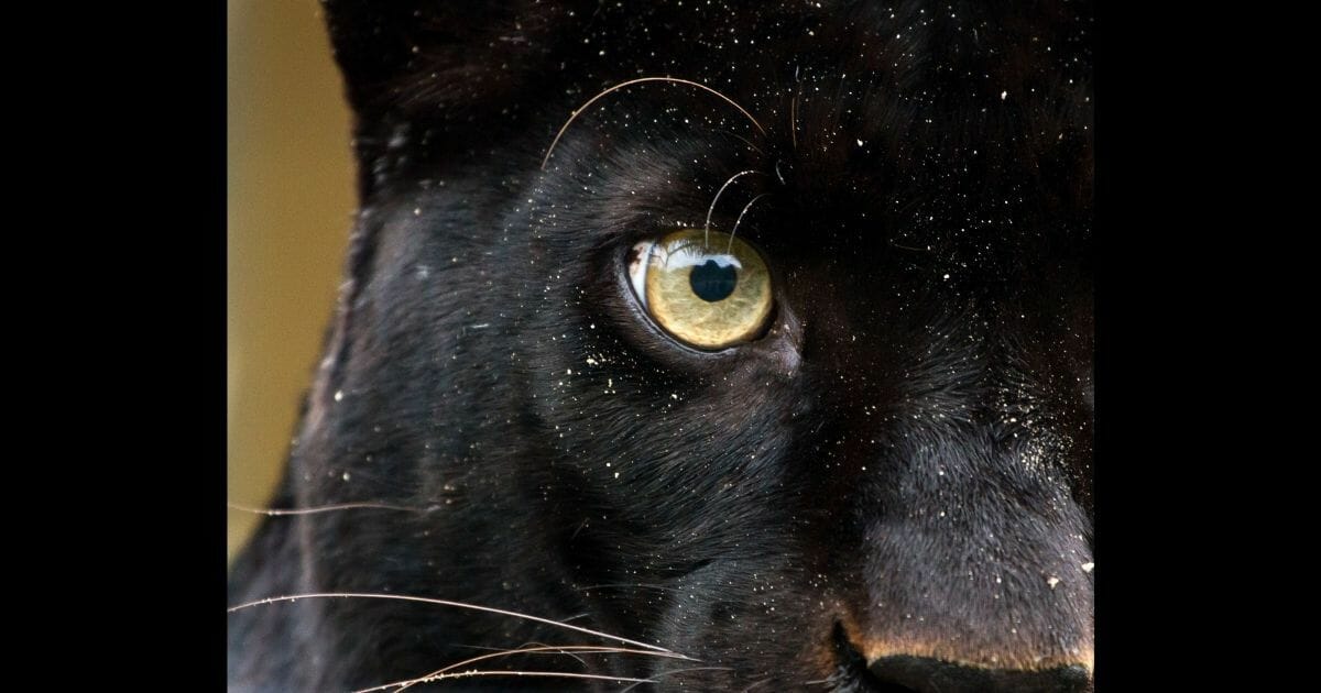 A stock photo of a panther can be seen above. An Abilene, Texas resident says one of her family members captured a large black cat on video, which many believe to be a "black panther," though others aren't so sure.