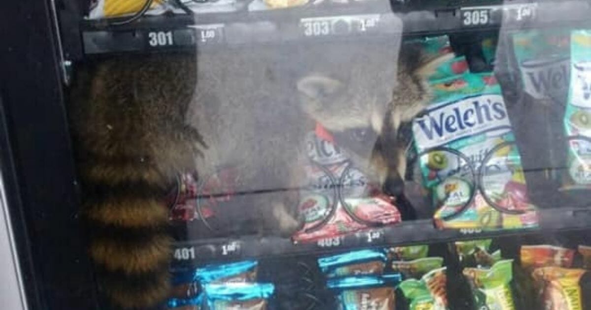 Racoon in a vending machine