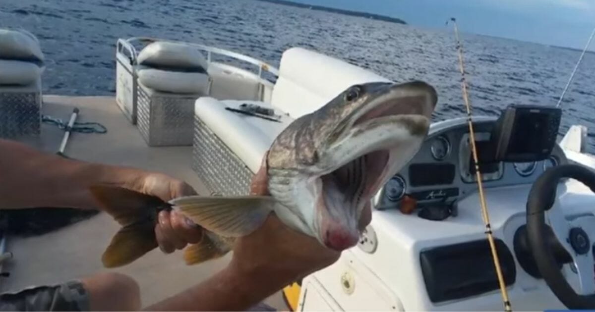 This two-mouthed fish was reeled in from Lake Champlain