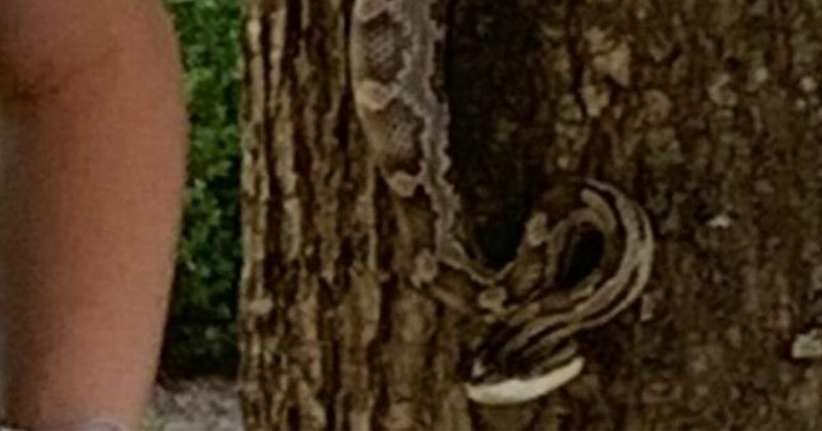 A gray rat snake hiding on a tree.
