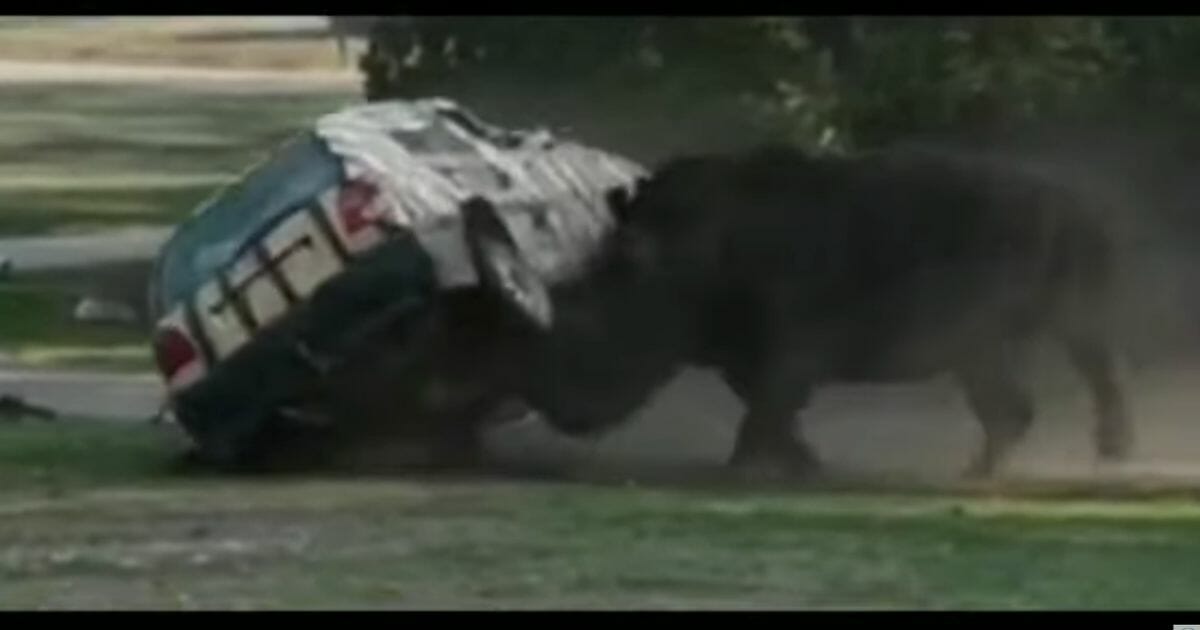An angry rhino flips a car at a German park.