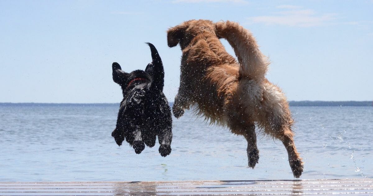 The photo above is a stock image of dogs playing in water. If cyanobacteria are present, this could quickly turn into a nightmare.