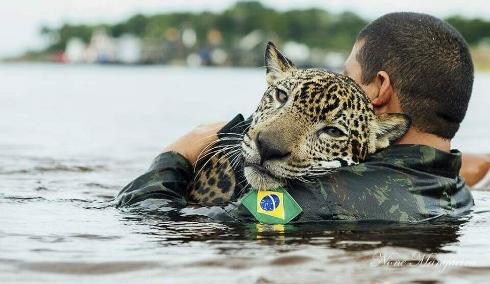 a Brazilian army soldier swims in the Negro River holding Jiquitaia, a 2-year-old jaguar