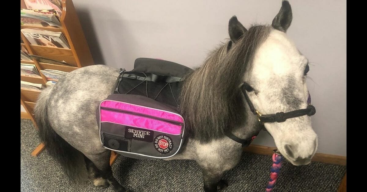 A miniature horse with a service vest