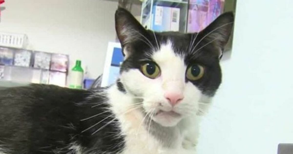 Vesps the cat survived being shot in the face twice.