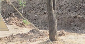 A leopard hidden in the shadows.