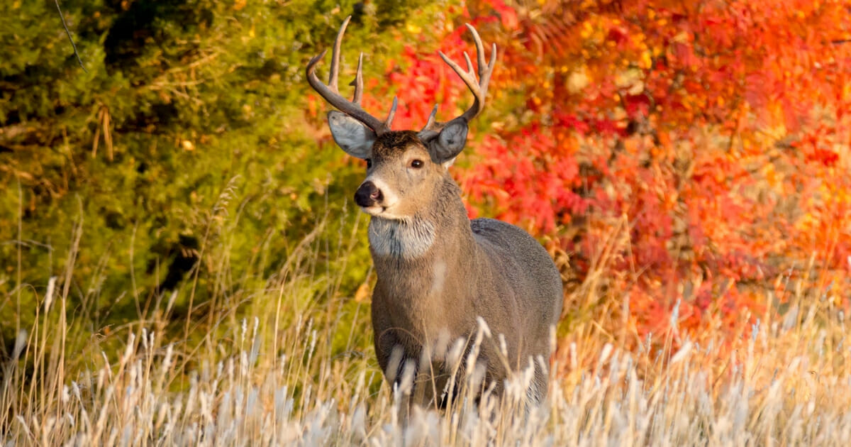 As deer hunting season opens in various parts of the country, the Centers for Disease Control has warned that deer are capable of transmitting tuberculosis to humans.