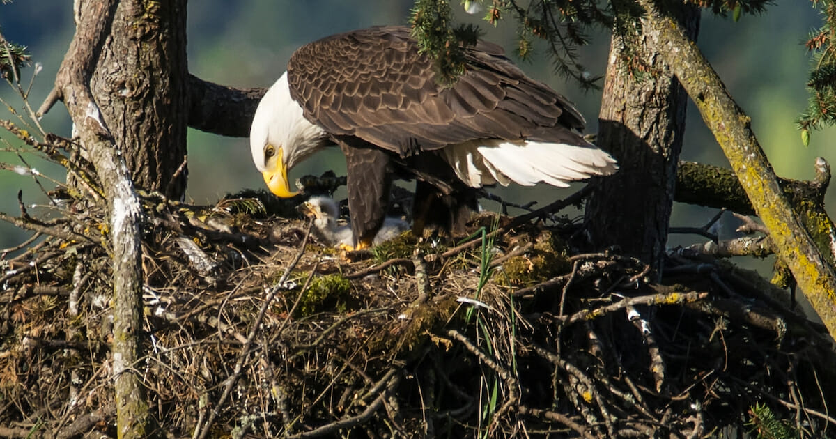 Eagles in nest