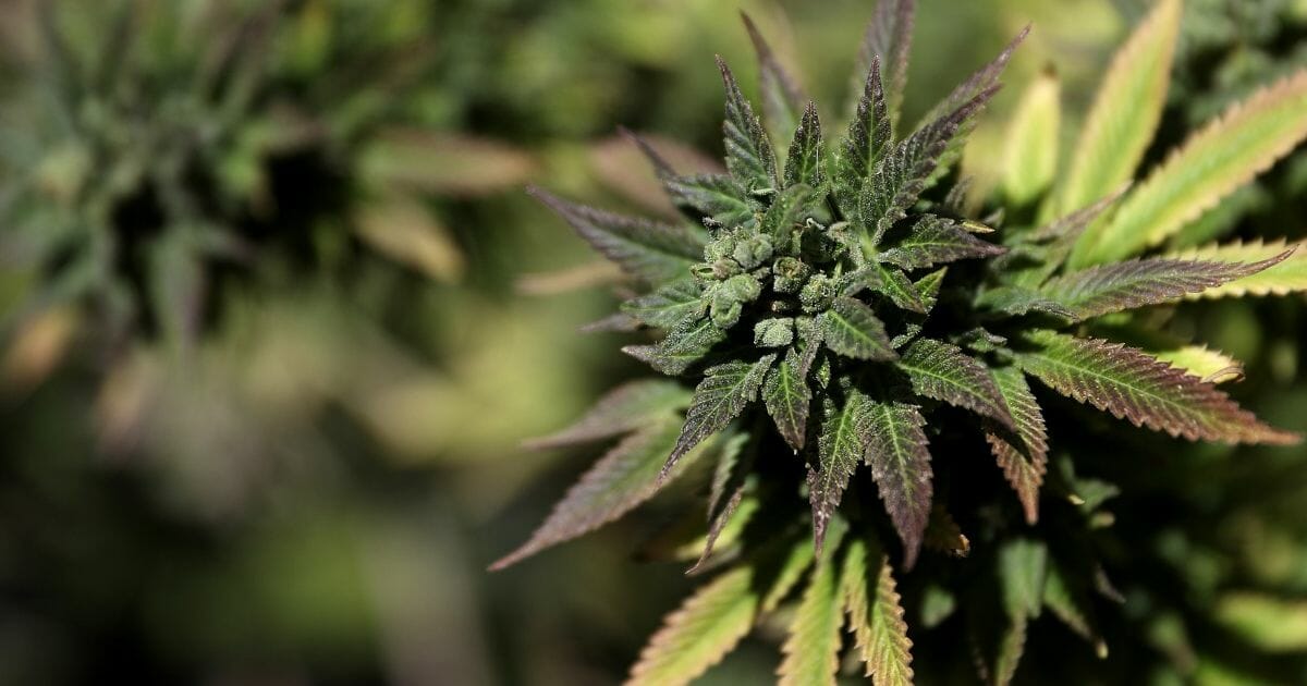 A marijuana plant is displayed during a 420 Day celebration on 'Hippie Hill' in Golden Gate Park on April 20, 2018 in San Francisco, California.