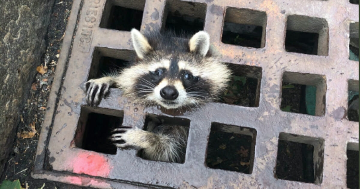 It took a dedicated team of firefighters, an animal control officer and a veterinarian to free a raccoon that was trapped in a sewer grate last month in Newton, Massachusetts.