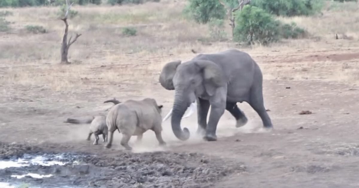An elephant and rhino square off for a spot at a watering hole.
