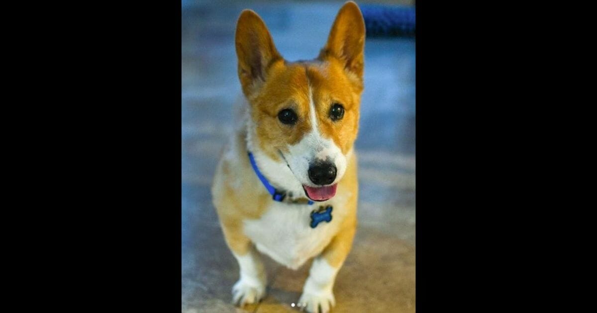 For a 10-year-old Corgi named Munchkin living in a Las Vegas home, it was out with the old and in with the new.