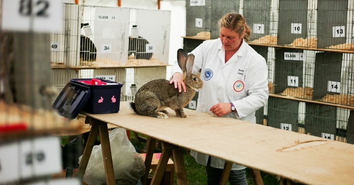Diane Davis from South Shields brushes her Giant Continental rabbits during Rosedale Show on Aug. 18, 2018 in Kirkbymoorside, England.
