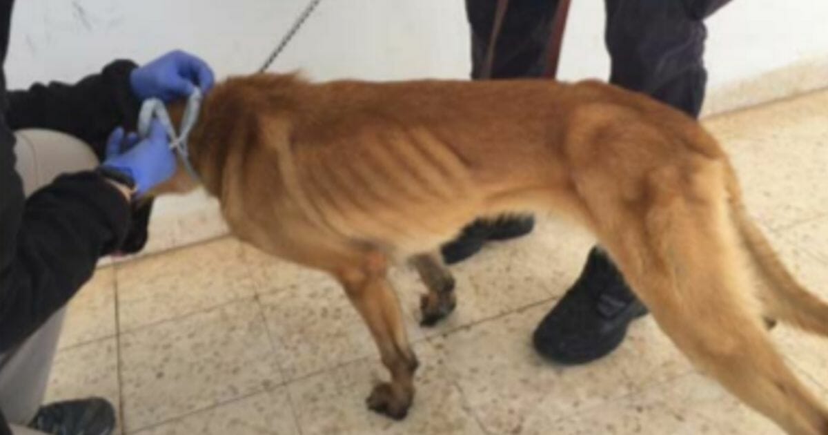 Malnourished dog in Jordan.