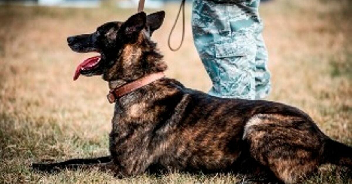 A military working dog waits patiently for his chance to showcase his impressive skills.
