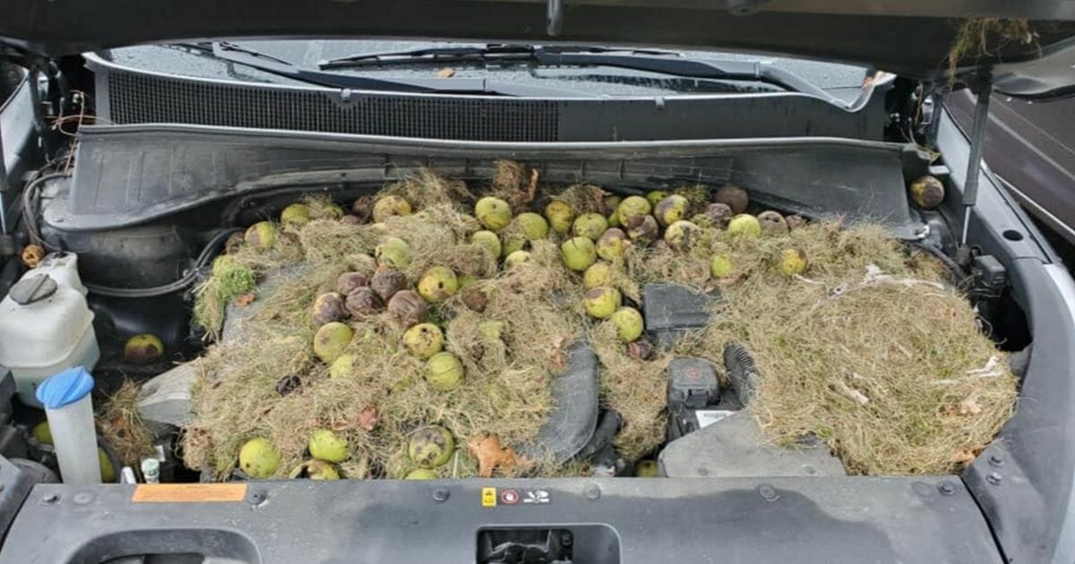 Nuts stashed in car
