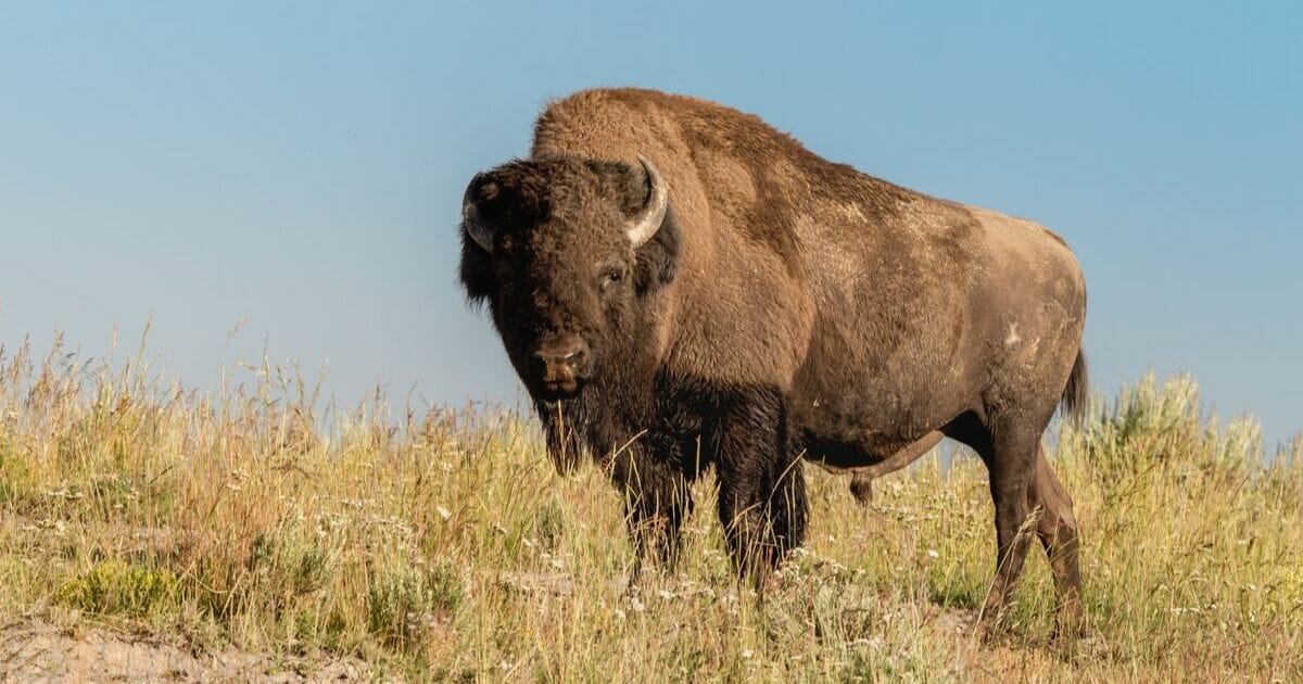 A male bison at Hayden Valley in Yellowstone National Park, Wyoming.
