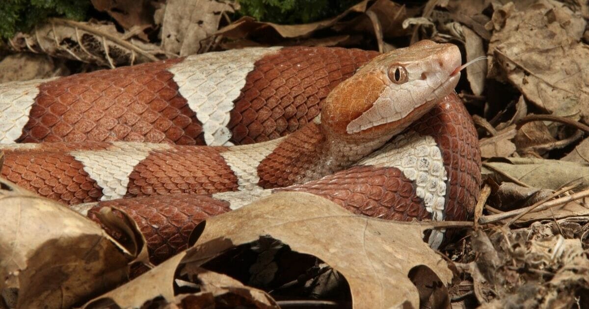 Broad band copperhead snake.