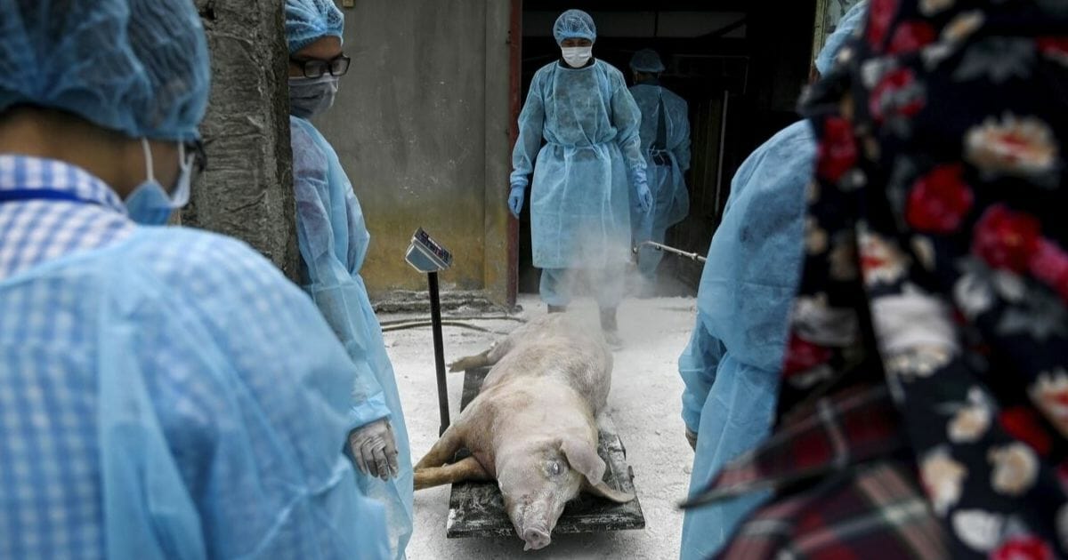This photograph taken on May 27, 2019, shows veterinarians and health officials weighing a dead pig at a farm in Hanoi, Vietnam, before burying it in an isolated quarantined pit to stop the spread of African Swine Fever.