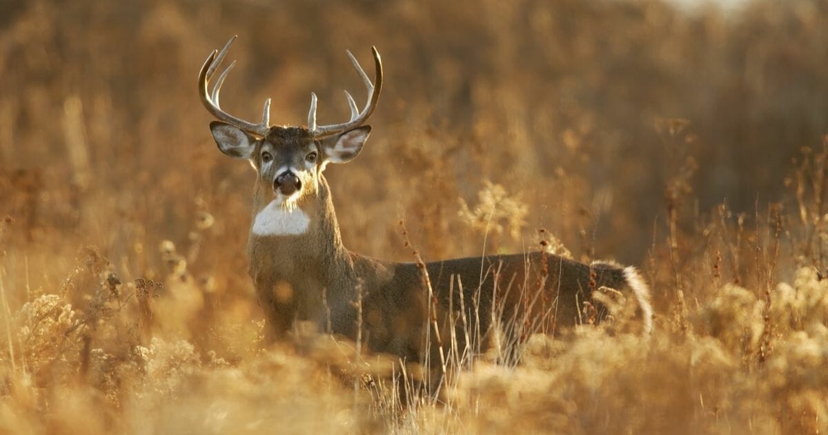 A white-tailed deer buck in golden light.
