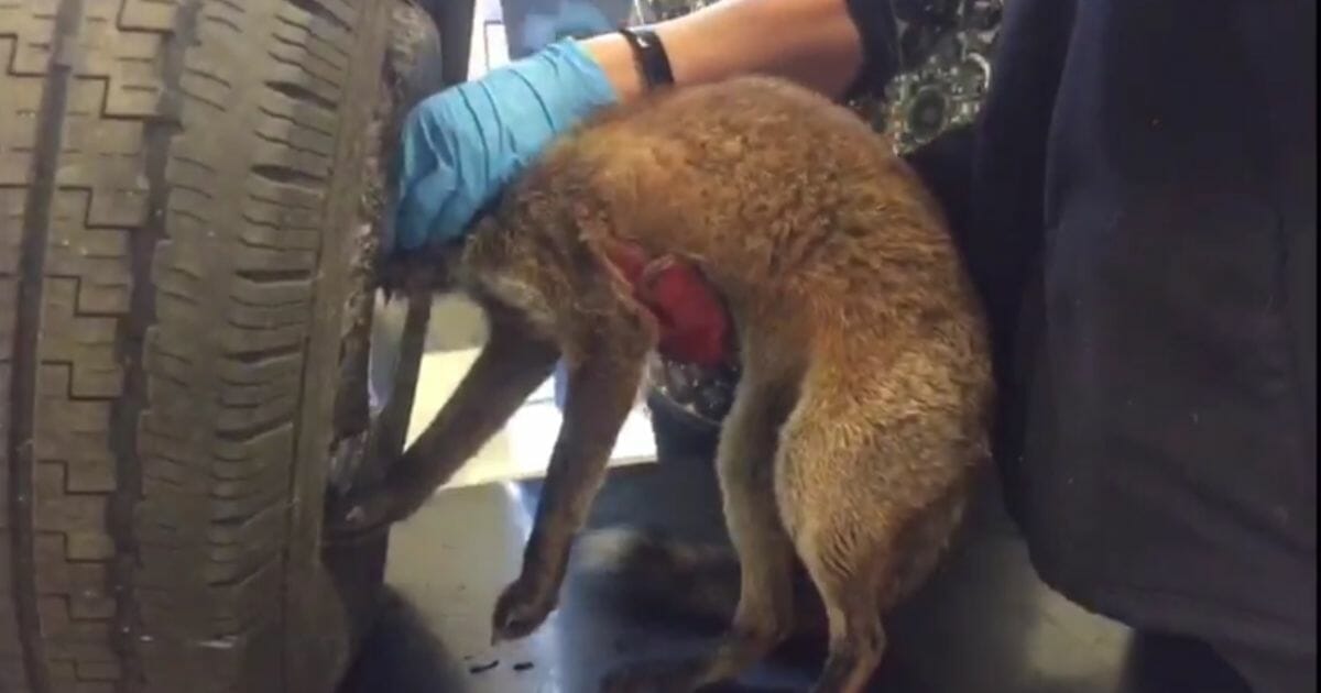 This young fox was found with his head stuck in a car wheel, but fortunately all it took was a little work to set him free again.