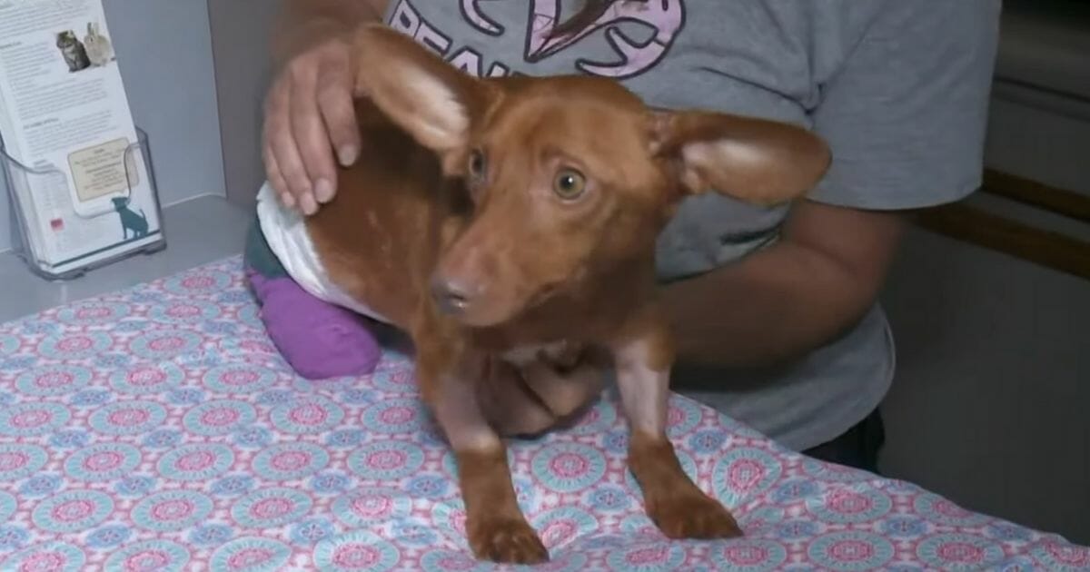 A small dog was found wandering in the rain, his back legs cut off in a case of alleged aggravated animal cruelty.