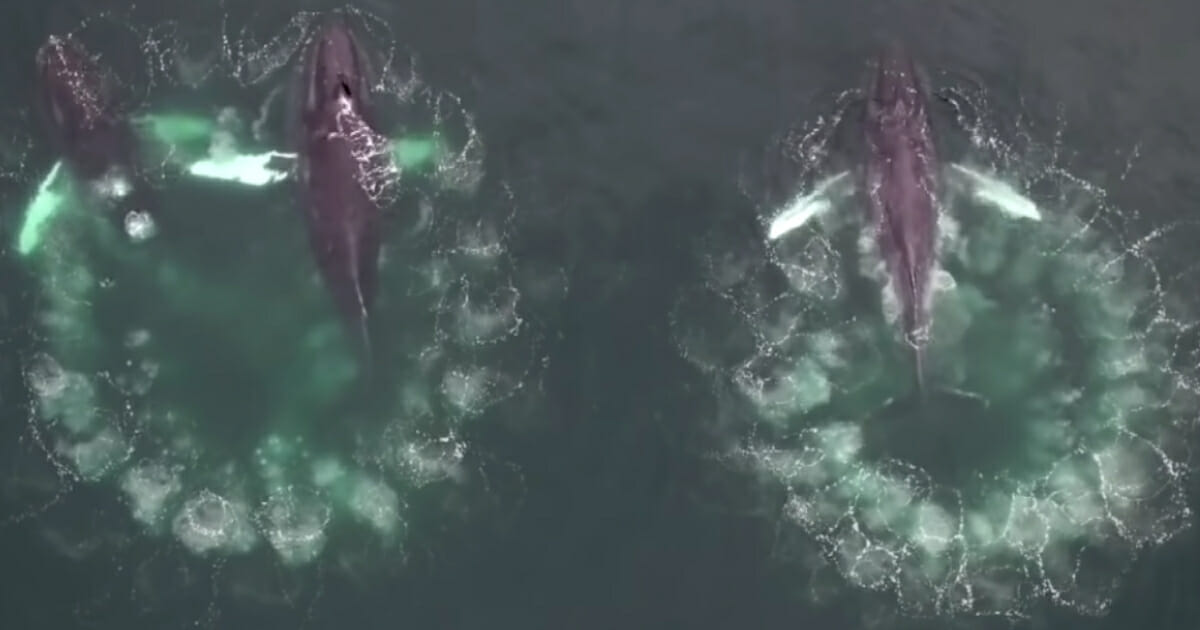 It turns out that humpback whales use nets to catch their prey, too.