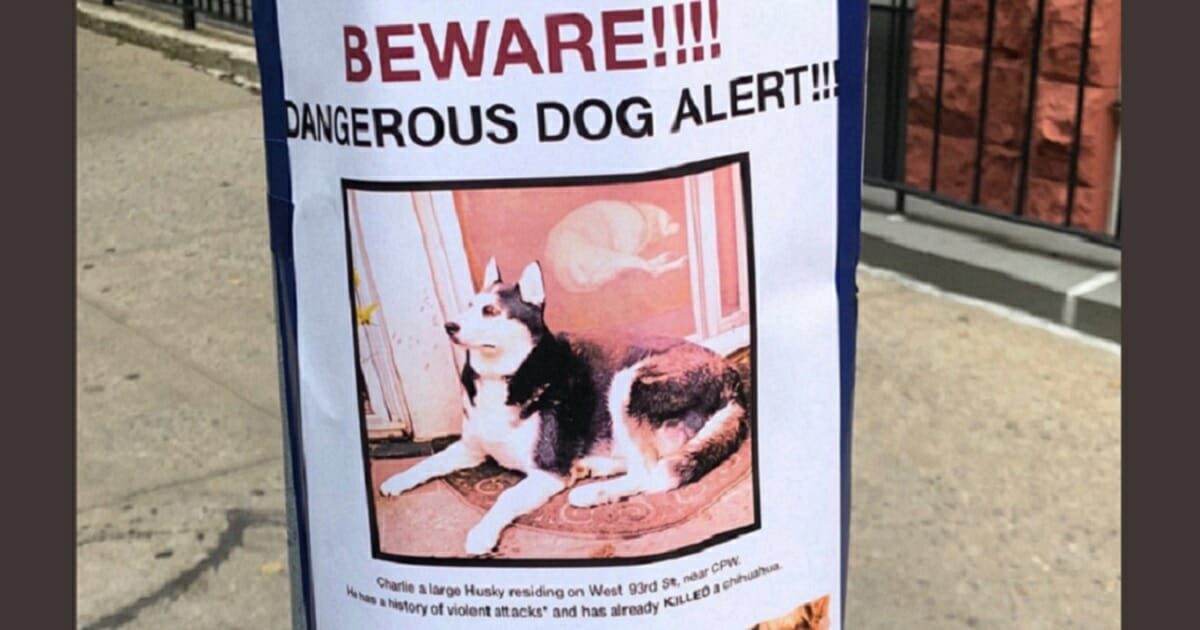 A sign warns New York City residents that a dangerous husky is in the area.