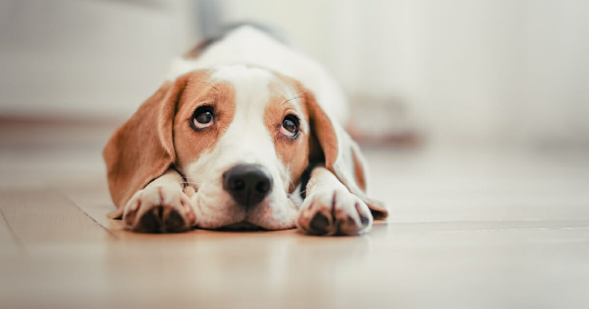 A spike in a disease impacting dogs that can spread to humans is causing alarm in Colorado and has been reported in several other states as well. The image above is a stock photo of a healthy dog.
