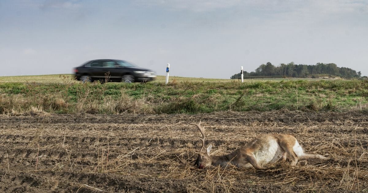 An adult male deer lies dead at the side of the road after having collided with a vehicle.