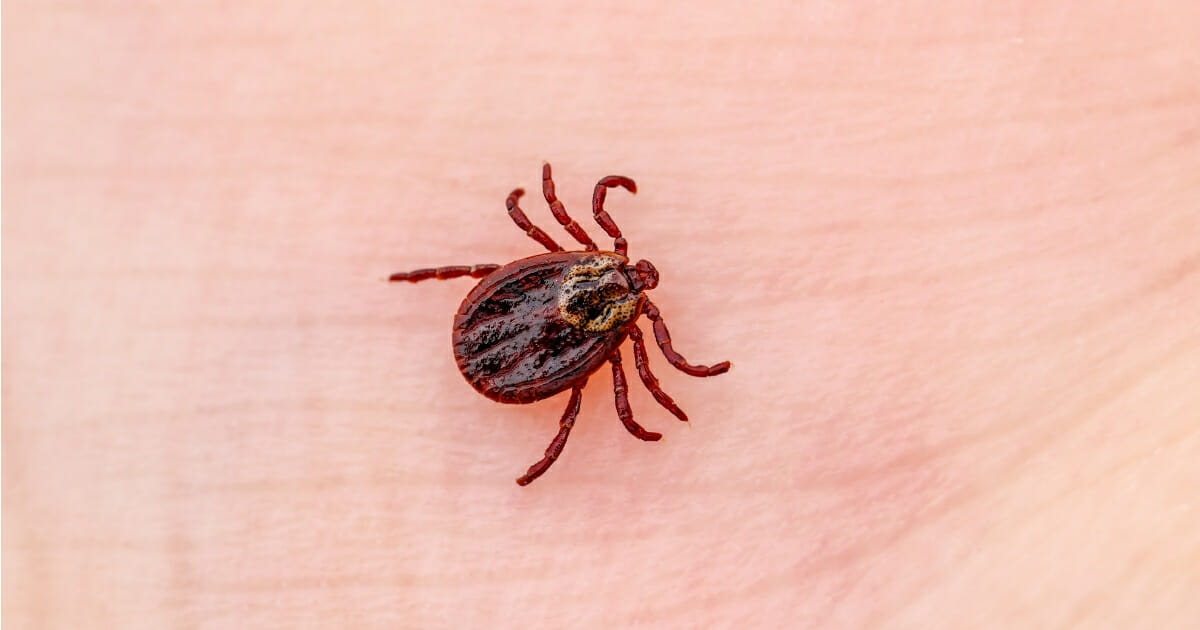 American dog tick