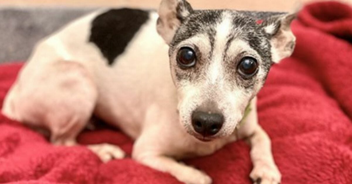 This pup was lost for 12 years before being reunited with her original owner.