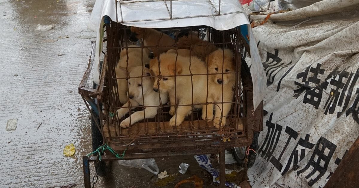 Puppies are seen in a cage at a dog meat market in Yulin, in China's southern Guangxi region on June 21, 2017.