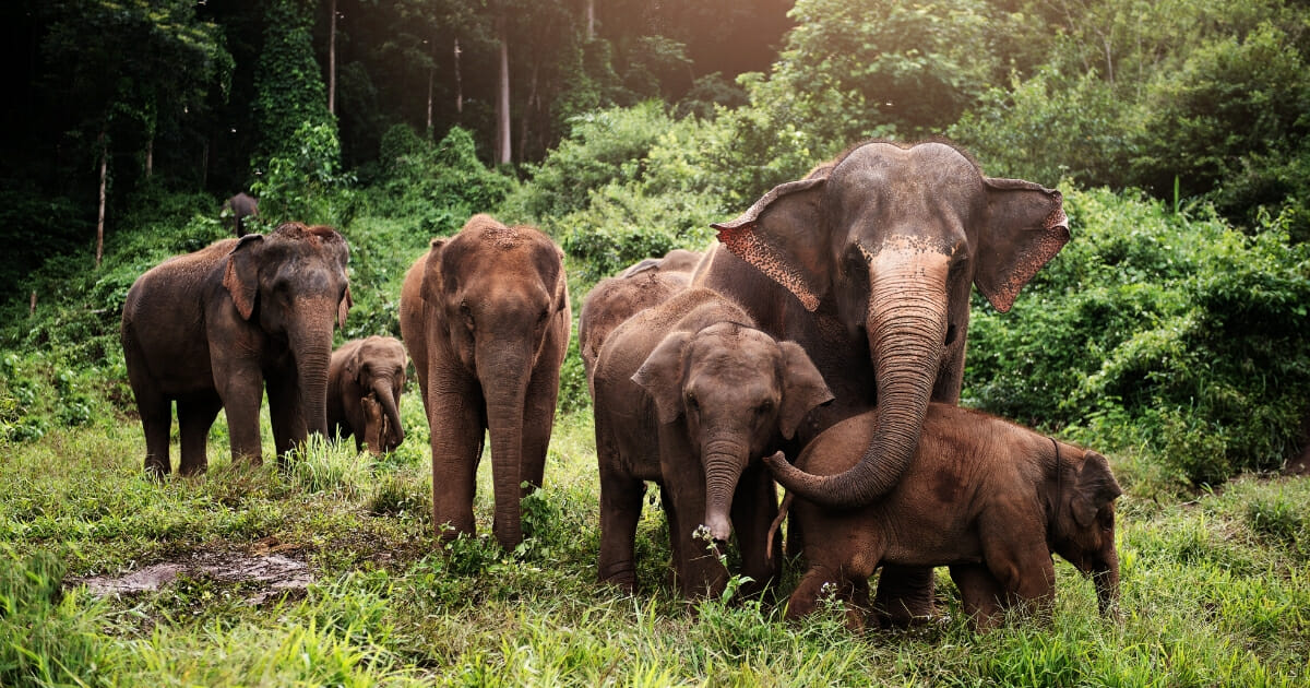 Eleven elephants are confirmed to have died at a Thai waterfall after trying to rescue a calf from death. The image above shows Asian elephants in the wild.