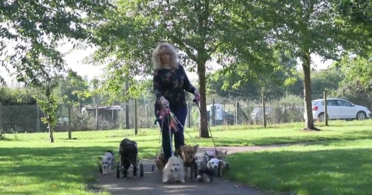 Woman walks disable dogs