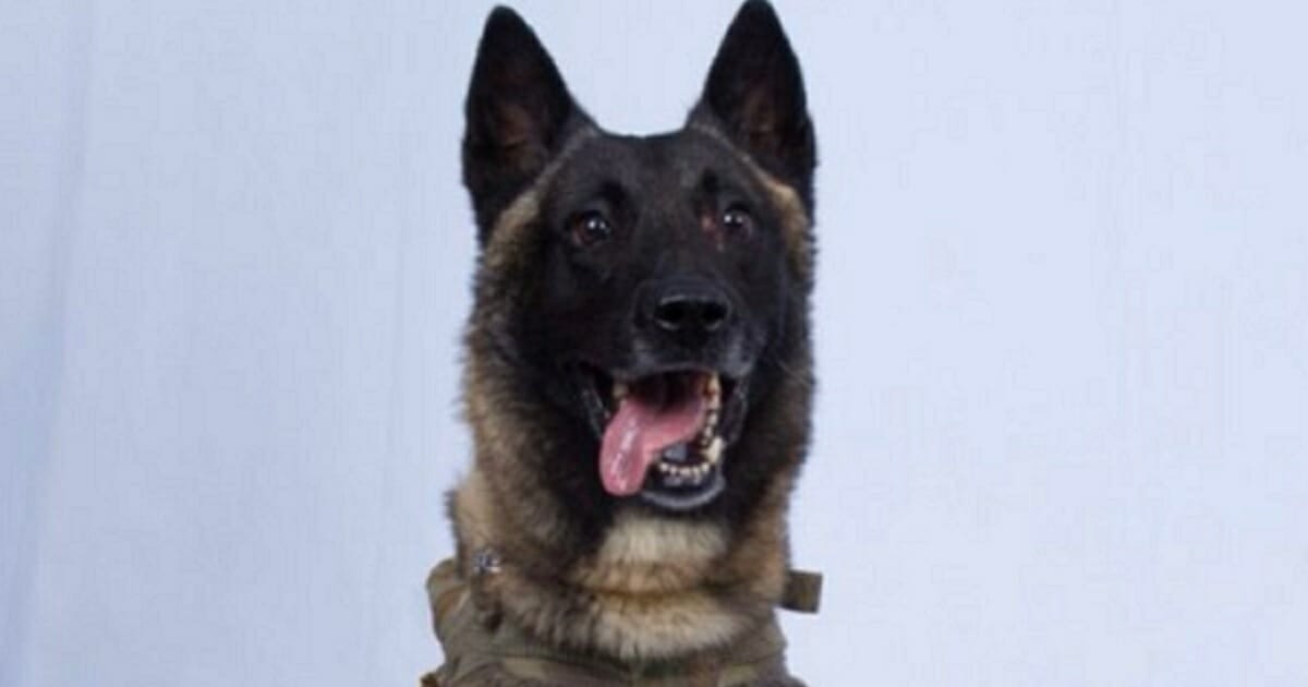 Conan, the Belgian Malinois that took part in the raid on the hideout of Abu Bakr al-Baghdadi.