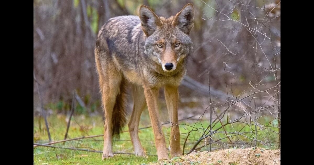 A recent coyote attack in Arizona almost ended in heartbreak for one Pomeranian owner. The image above is a stock photo of a coyote standing, staring at the viewer.