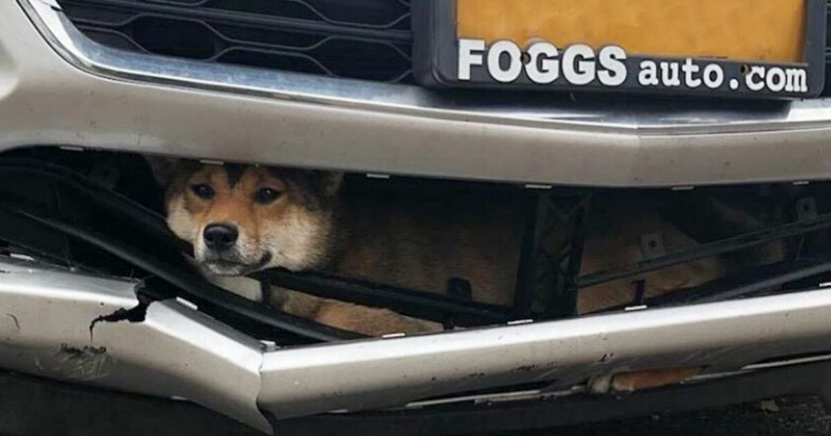 Dog in Grille