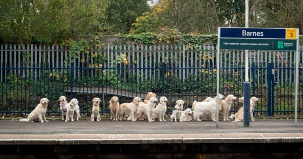 Dogs Waiting for Train