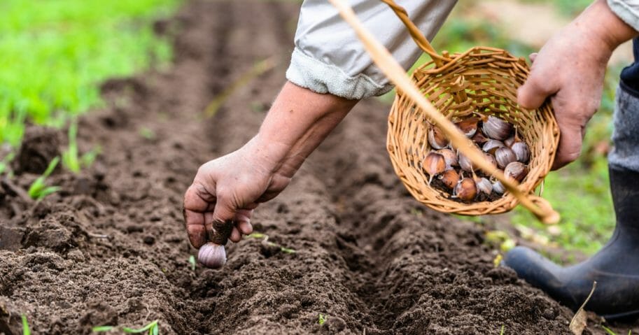 A farmer plants garlic.