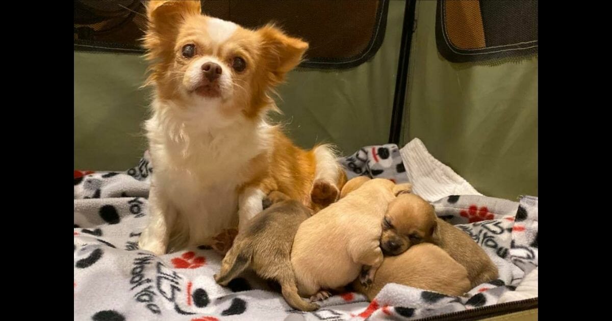 A momma dog who lost her puppies and puppies who lost their momma were taken in to a rescue, and it turned out to be a match made in heaven.