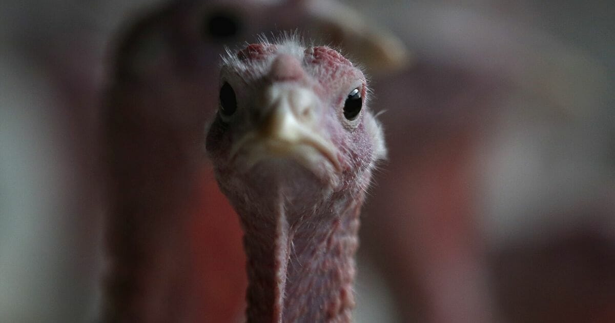 A farm-raised turkey brought up for human consumption.